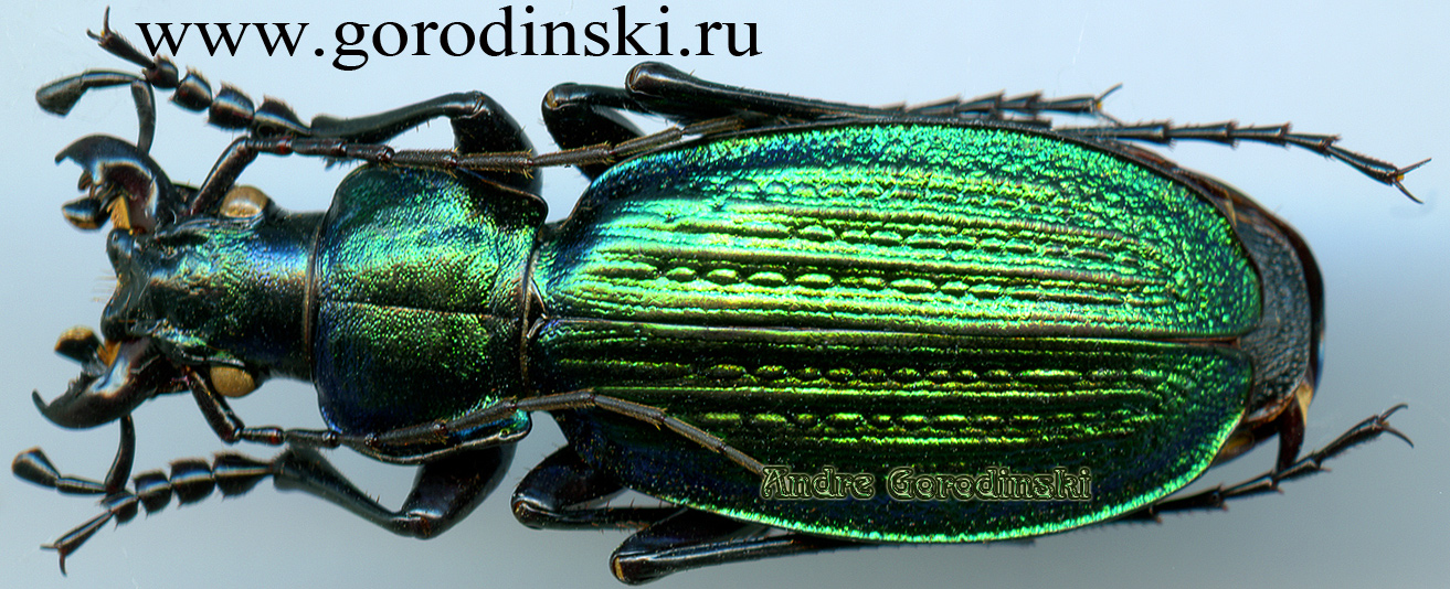 http://www.gorodinski.ru/carabus/Archiplectes starckianus babukensis.jpg